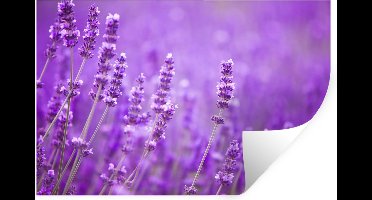 Muurstickers - Sticker Folie - Lavendel - Close-up - Bloemen - Paars - 30x20 cm - Plakfolie - Muurstickers Kinderkamer - Zelfklevend Behang - Zelfklevend behangpapier - Stickerfolie