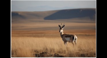 Poster Glanzend – Gazelle in open gebied met hoog gras en bergen op de achtergrond - 120x80 cm Foto op Posterpapier met Glanzende Afwerking