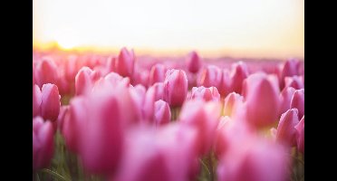 Schilderij - Roze tulpen, 2 maten, Premium print