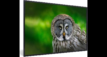 PosterMonkey - Poster - Fotolijst - Vogel - Uil - Dieren - 60x40 cm - Poster uil - Poster vogels - Foto lijst - Poster kader - Slaapkamer - Frame