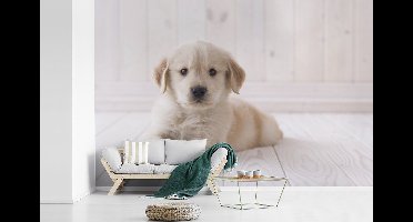 Fotobehang vinyl - Witte Golden Retriever puppy breedte 360 cm x hoogte 240 cm - Foto print op behang (in 7 formaten beschikbaar)