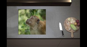 Inductieplaat Beschermer - Bruine Java Aap Omhoogkijkend naar Bomen - 57x52 cm - 2 mm Dik - Inductie Beschermer - Bescherming Inductiekookplaat - Kookplaat Beschermer van Zwart Vinyl