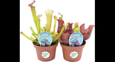 2 x Sarracenia - Vleesetende plant of trompetbekerplant in C1 liter pot