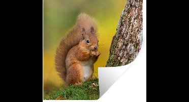 Muurstickers - Sticker Folie - Rode eekhoorn naast de boom - 30x30 cm - Plakfolie - Muurstickers Kinderkamer - Zelfklevend Behang - Zelfklevend behangpapier - Stickerfolie