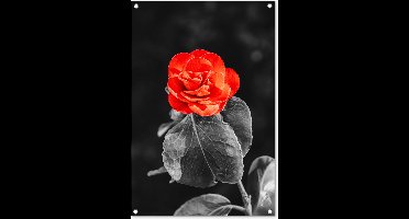 Tuinposters buiten Bloemen - Zwart - Wit - Roos - Rood - 60x90 cm - Tuindoek - Buitenposter