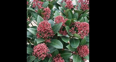 4 x Skimmia japonica Rubella Rood|Wit - Sierheester Wintergroene Struik in C1.5(liter) pot met hoogte 10-20cm
