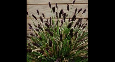 12 x Blauwgras Siergras Wintergroen - Sesleria heufleriana in 9x9cm pot met hoogte 5-10cm