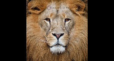 Afbeelding op acrylglas - Portret van de Leeuw