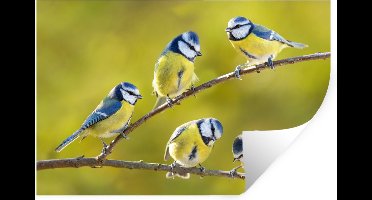 Muurstickers - Sticker Folie - Vogel - Pimpelmees - Takken - Zon - 30x20 cm - Plakfolie - Muurstickers Kinderkamer - Zelfklevend Behang - Zelfklevend behangpapier - Stickerfolie