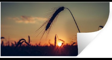Muurstickers - Sticker Folie - Gras - Herfst - Zonsondergang - Seizoenen - Landschap - 40x20 cm - Plakfolie - Muurstickers Kinderkamer - Zelfklevend Behang - Zelfklevend behangpapier - Stickerfolie