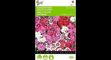2 stuks - Buzzy - Dianthus Barbatus Wee Willie Gemengd