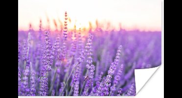 Poster Lavendel - Close-up - Paars - Bloemen - 30x20 cm