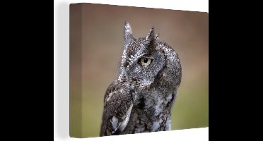 Canvas Schilderij Close-up van een steenuil - 80x60 cm - Wanddecoratie