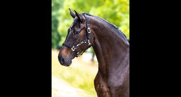 Master nylon halster zwart - Pony