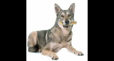 Back Zoo Nature Wolf Wood - Large