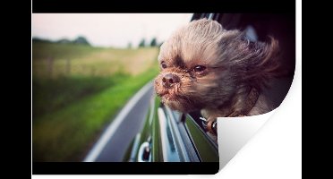 Muurstickers - Sticker Folie - Hond - Auto - Dier - 30x20 cm - Plakfolie - Muurstickers Kinderkamer - Zelfklevend Behang - Zelfklevend behangpapier - Stickerfolie