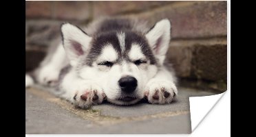 Poster Husky puppy slaapt - 30x20 cm