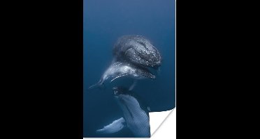 Poster Walvissen - Zee - Familie - 20x30 cm