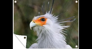 Tuin decoratie Secretarisvogel kijkt intimiderend in de camera - 40x30 cm - Tuindoek