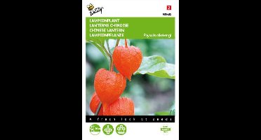 Physalis alkekengi (oranje lampionnetjes)