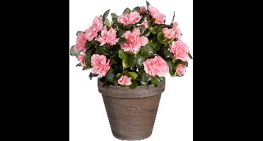 Mica Decorations Kunstplant - Azalea - Perzik - in pot - 31 cm - nepplanten