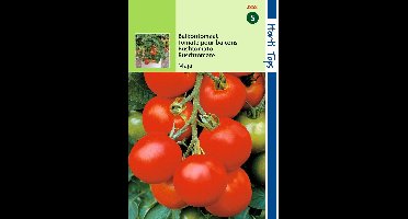 2 stuks - Hortitops - Tomaten Maja Balkontomaat Amateur Variety