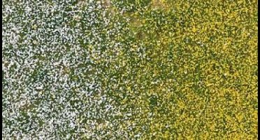 Busch - Blutenbuschel Fruling 4 Mm - BU3546 - modelbouwsets, hobbybouwspeelgoed voor kinderen, modelverf en accessoires