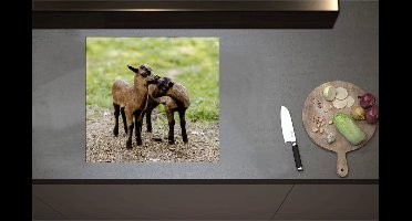 Inductieplaat Beschermer - Bruin met Zwarte Kussende Lammetjes - 58x55 cm - 2 mm Dik - Inductie Beschermer - Bescherming Inductiekookplaat - Kookplaat Beschermer van Wit Vinyl