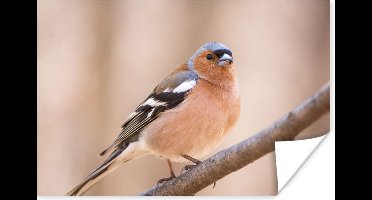 Poster Vogel - Dieren - Vink - 30x20 cm