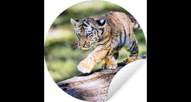 WallCircle - Muurstickers - Behangcirkel - Jonge tijger wandelt over een boomstam - ⌀ 30 cm - Muurcirkel - Zelfklevend - Ronde Behangsticker