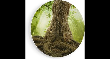 Artaza Forex Muurcirkel Grote Boom In Het Bos Met Wortels - 50x50 cm - Klein - Wandcirkel - Rond Schilderij - Muurdecoratie Cirkel