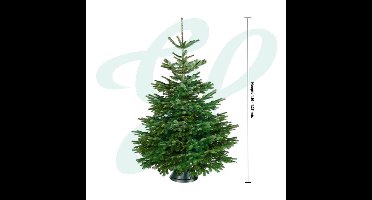 Echte Nordmann Spar Kerstboom- 110-125 cm - Inclusief Cinco standaard