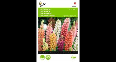 Lupinus polyphyllus Minarette