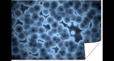 Poster Cellen uit het menselijk lichaam - 30x20 cm