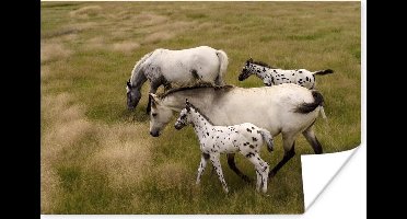 Poster Paarden - Veulen - Dieren - 30x20 cm