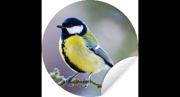 Behangcirkel - Koolmees - Vogel - Tak - Mos - Zelfklevend behang - 30x30 cm - Behangsticker - Behangcirkel dieren - Behang zelfklevend - Behang rond