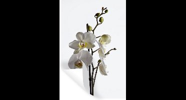 Muurstickers - Sticker Folie - Witte mot orchidee - 20x30 cm - Plakfolie - Muurstickers Kinderkamer - Zelfklevend Behang - Zelfklevend behangpapier - Stickerfolie