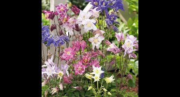6 x Aquilegia 'Biedermeier' - Akelei in 9x9 pot met hoogte 0-10 cm