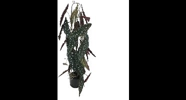 Kunstplant Elephant's Ear - 77 cm