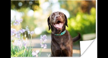 Poster Een Labrador Retriever met mooie bloemen - 30x20 cm