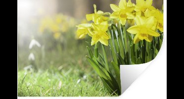 Muurstickers - Sticker Folie - Narcis - Geel - Lente - 30x20 cm - Plakfolie - Muurstickers Kinderkamer - Zelfklevend Behang - Zelfklevend behangpapier - Stickerfolie