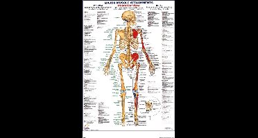 Het menselijk lichaam poster - anatomie spieren achterkant - 61 x 91.5 cm