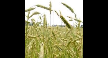 Groenbemester Winterrogge Admiraal 1000 Gram Buzzy Seeds