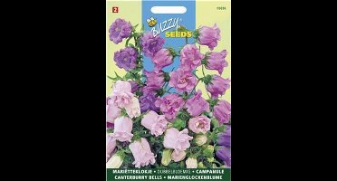 Campanula medium - dubbelbloemig Marietteklokje