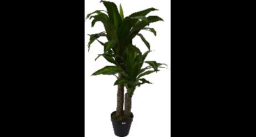 Dracaena fragans i/pot h90cm groen