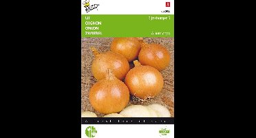 Uien Rijnsburger - Allium cepa