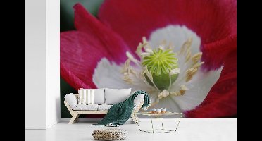 Behang - Fotobehang Close up van de slaapbol bloem - Breedte 360 cm x hoogte 240 cm