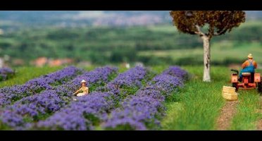 Faller - Lavender field - FA181279 - modelbouwsets, hobbybouwspeelgoed voor kinderen, modelverf en accessoires