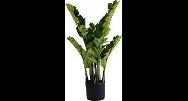 Zamioculcas 80 cm