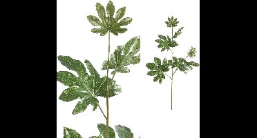 Leaves Plant groene fatasia tak